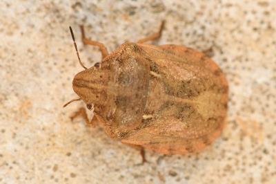 <i>Eurygaster maura</i>