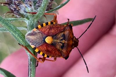 <i>Carpocoris purpureipennis</i>