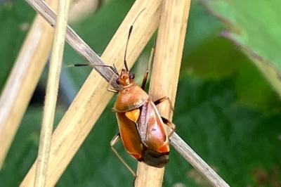 <i>Deraeocoris ruber</i>