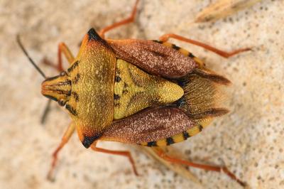 <i>Carpocoris mediterraneus</i>