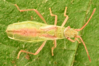 <i>Myrmus miriformis</i>