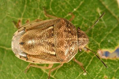 <i>Neottiglossa leporina</i>