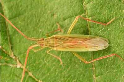 <i>Stenodema calcarata</i>