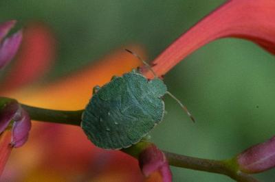 <i>Palomena prasina</i>