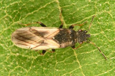 <i>Metopoplax ditomoides</i>