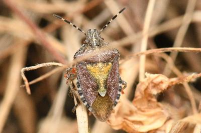 <i>Dolycoris baccarum</i>