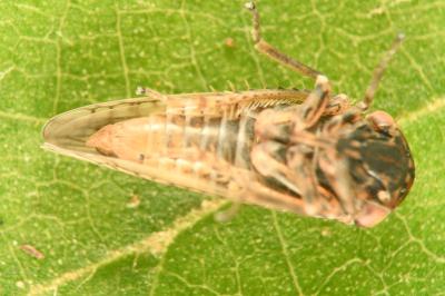 <i>Dryodurgades reticulatus</i>
