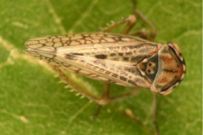 <i>Dryodurgades reticulatus</i>