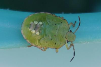<i>Nezara viridula</i>