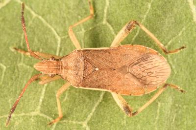<i>Ceraleptus lividus</i>