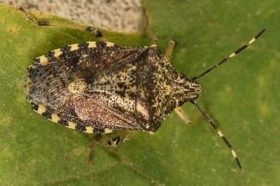 <i>Rhaphigaster nebulosa</i>