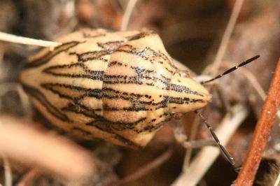 <i>Odontotarsus purpureolineatus</i>