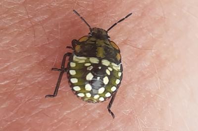 <i>Nezara viridula</i>