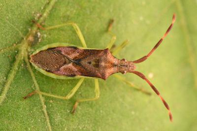 <i>Gonocerus juniperi</i>