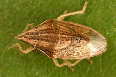 <i>Aelia acuminata</i>