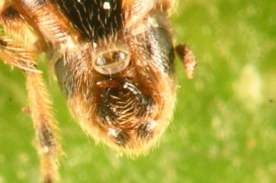 <i>Nysius graminicola</i>