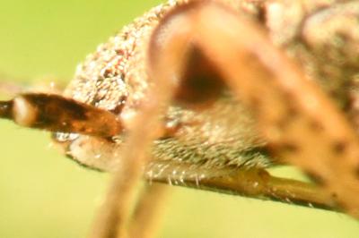 <i>Nysius graminicola</i>