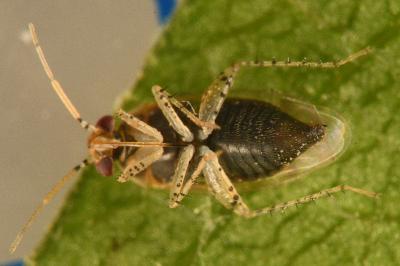 <i>Campylomma verbasci</i>
