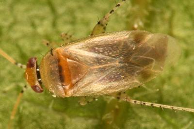 <i>Campylomma verbasci</i>