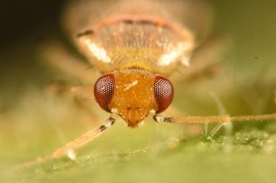 <i>Campylomma verbasci</i>