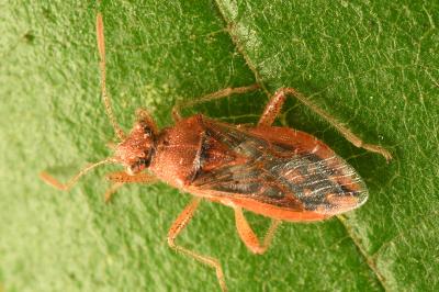 <i>Rhopalus parumpunctatus</i>