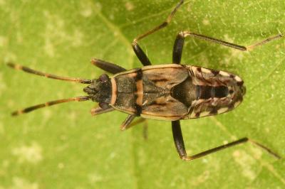 <i>Beosus maritimus</i>