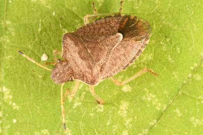 <i>Peribalus strictus</i>