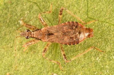 <i>Himacerus mirmicoides</i>