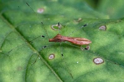 <i>Metatropis rufescens</i>