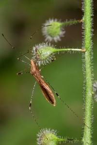 <i>Metatropis rufescens</i>