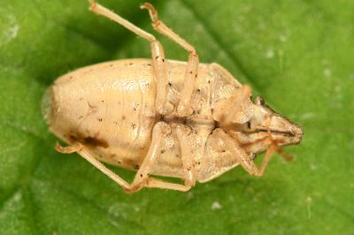 <i>Aelia acuminata</i>