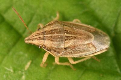 <i>Aelia acuminata</i>