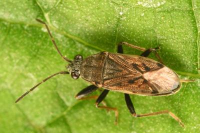 <i>Peritrechus gracilicornis</i>