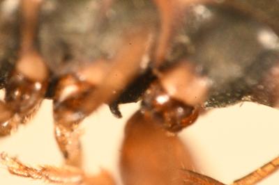 <i>Scolopostethus affinis</i>