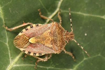 <i>Dolycoris baccarum</i>