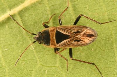 <i>Xanthochilus quadratus</i>