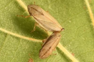 <i>Neophilaenus minor</i>