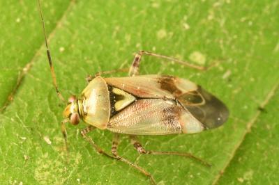 <i>Lygus pratensis</i>