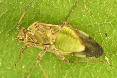 <i>Lygus pratensis</i>
