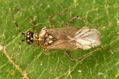 <i>Dicyphus annulatus</i>