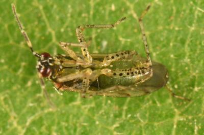 <i>Dicyphus annulatus</i>