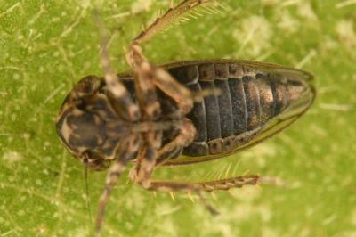 <i>Anaceratagallia ribauti</i>
