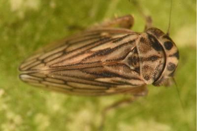 <i>Anaceratagallia ribauti</i>