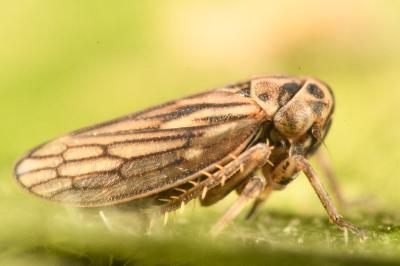 <i>Anaceratagallia ribauti</i>