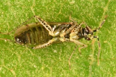 <i>Dicyphus annulatus</i>