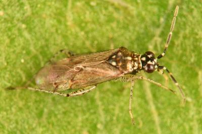 <i>Dicyphus annulatus</i>