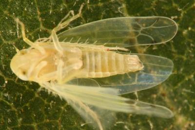 <i>Ribautiana ulmi</i>