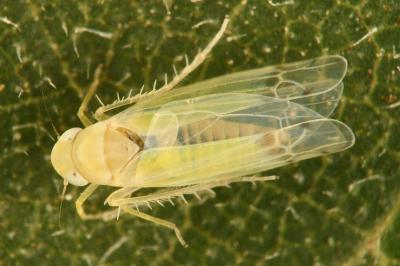<i>Ribautiana ulmi</i>