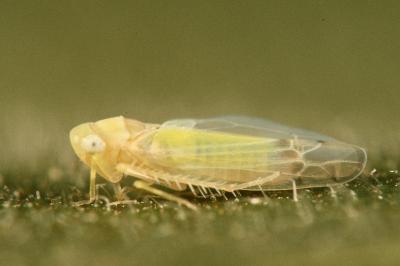 <i>Ribautiana ulmi</i>