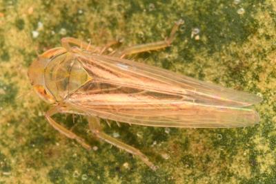 <i>Cicadula frontalis</i>